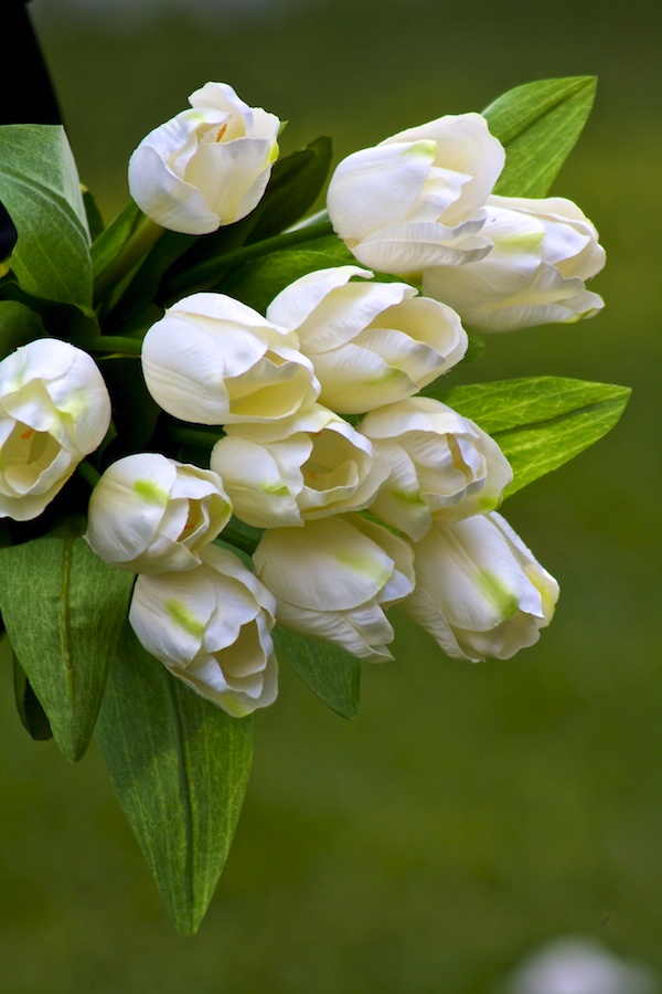 Photos of the flowers